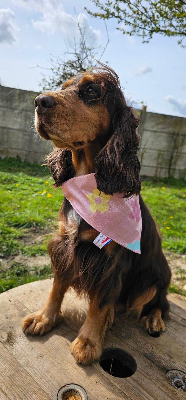 Bandana collier chien imperméable 🌸