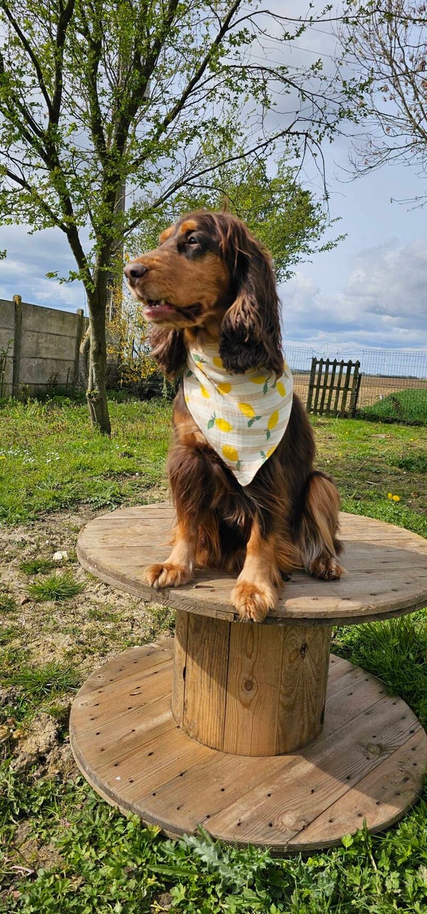 Bandana chien citrons 🍋