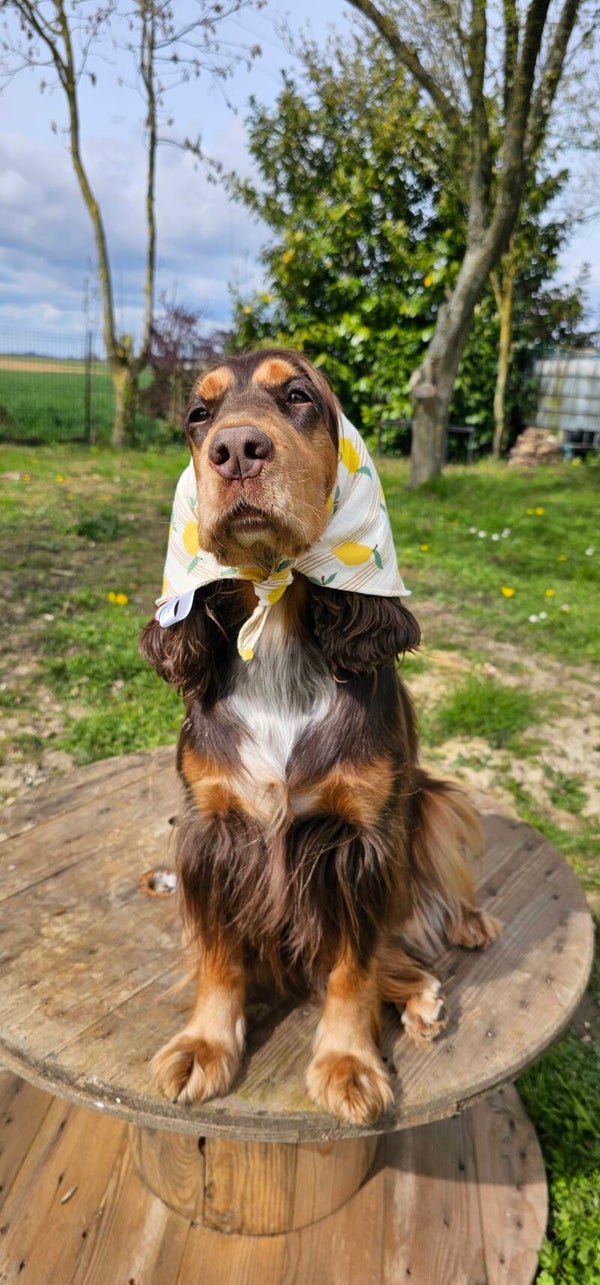 Bandeau chien citrons 🍋