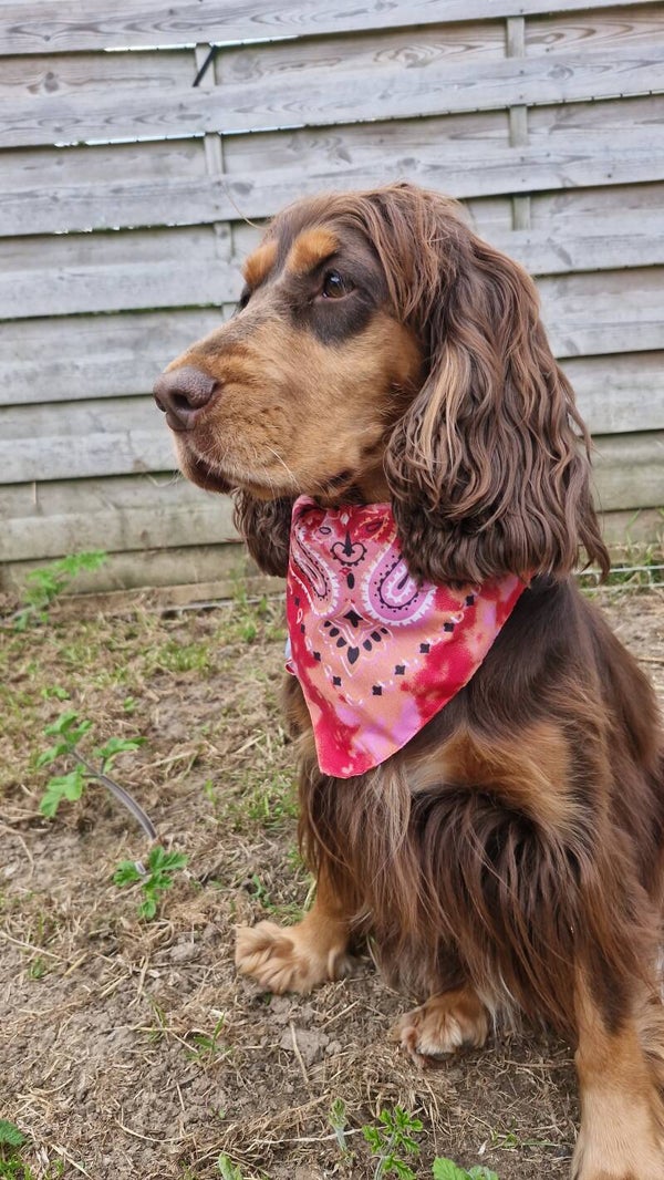 Bandana collier chien ❤️