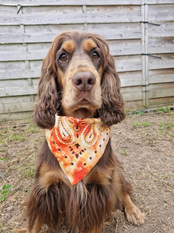 Bandana collier chien 🧡