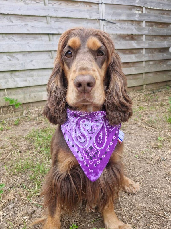 Bandana collier chien 💜