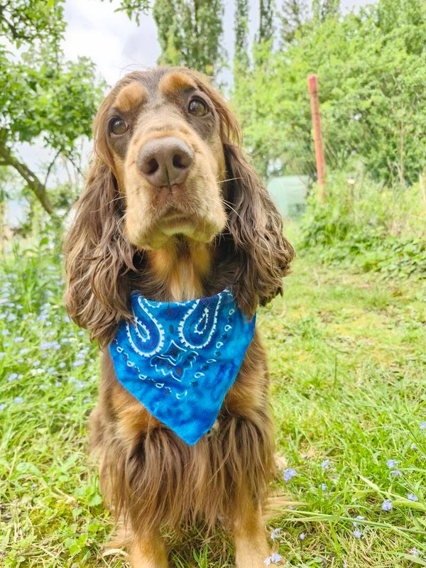 Bandana collier chien 💙