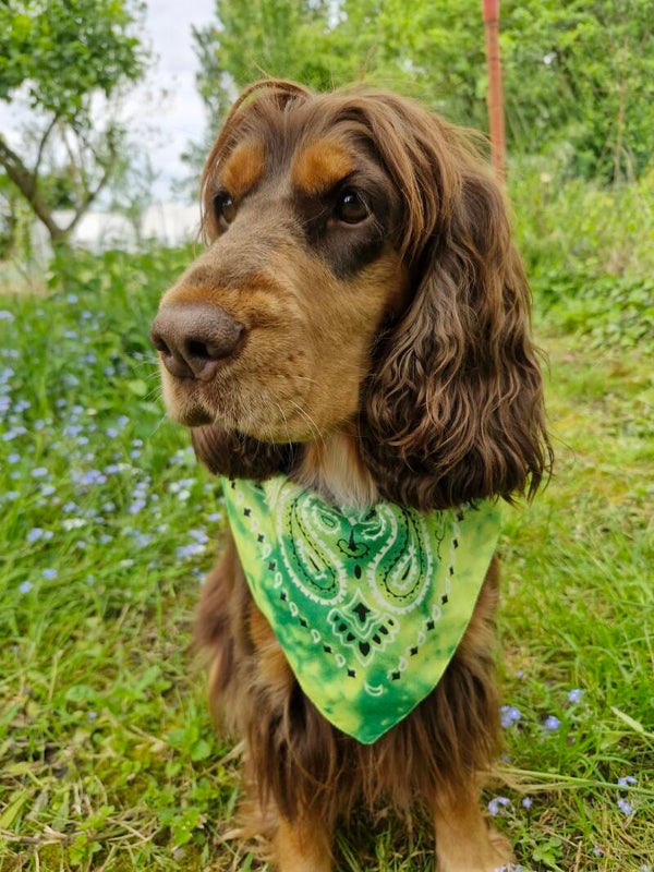 Bandana collier chien 💚