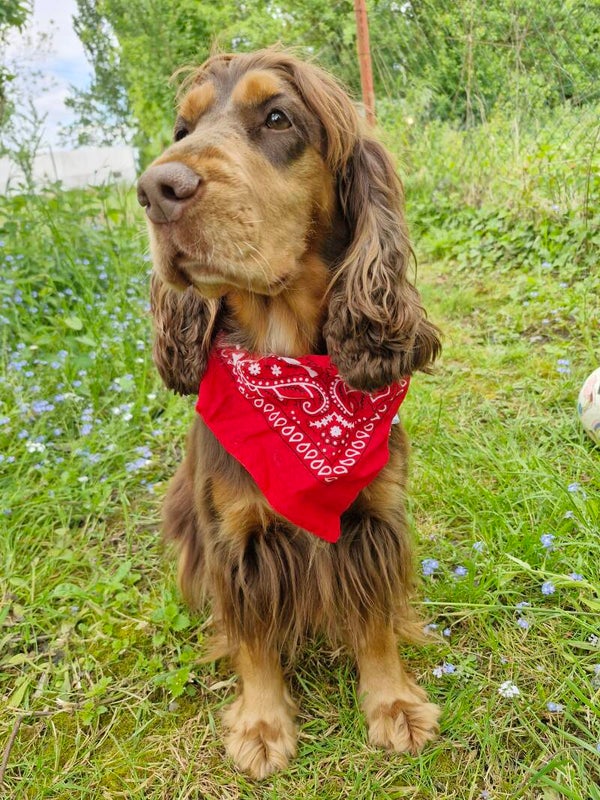 Bandana collier chien ❤️