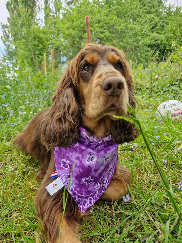 Bandana collier chien 💜