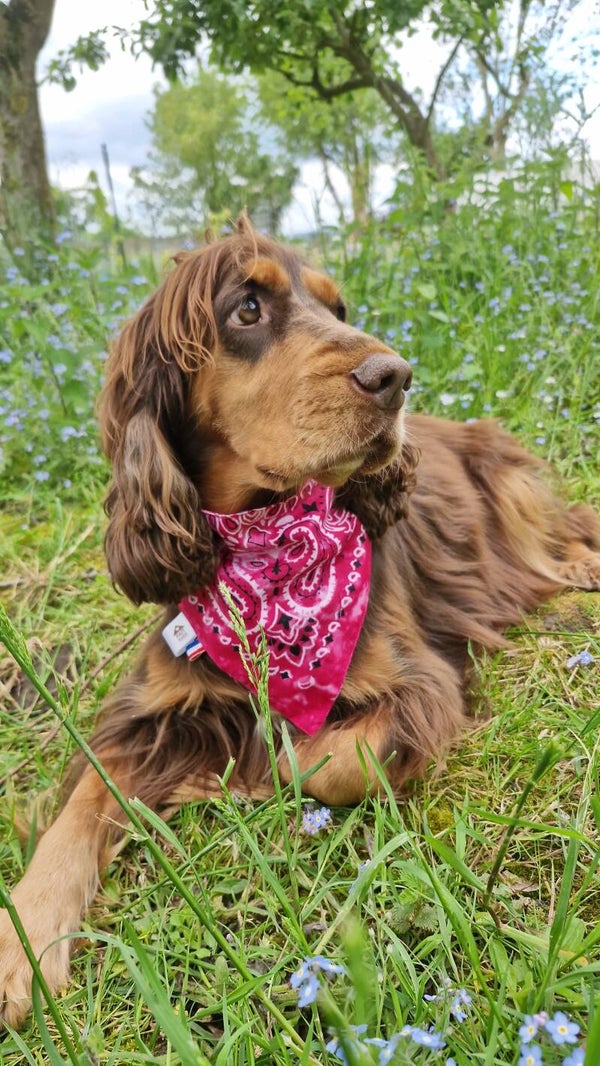 Bandana collier chien 🩷