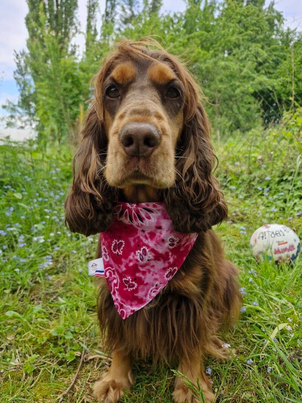 Bandana collier chien 🩷