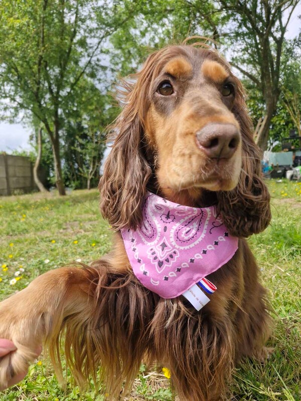 Bandana collier chien 🩷