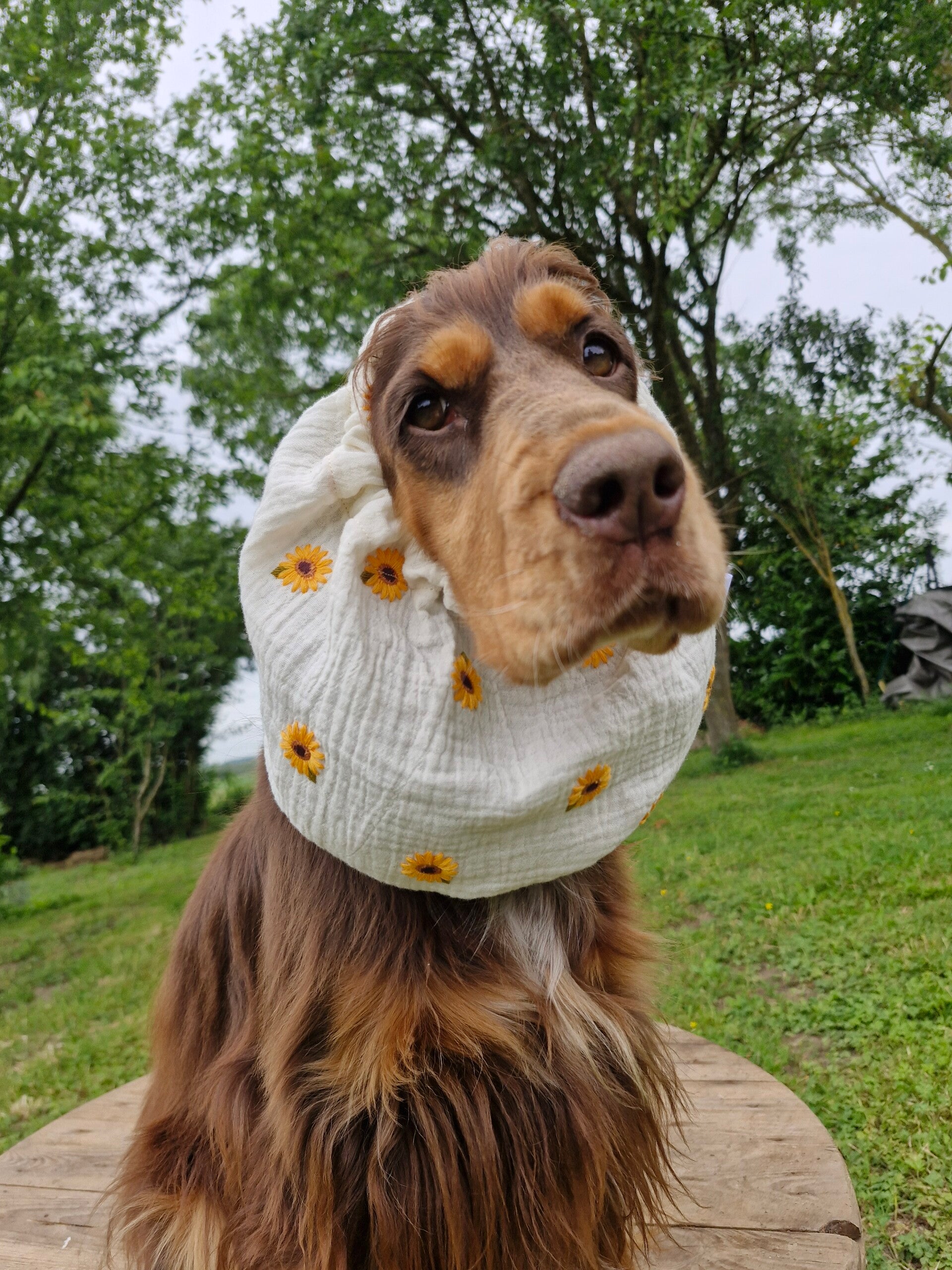 Snood en double gaze de coton tournesol 🌻