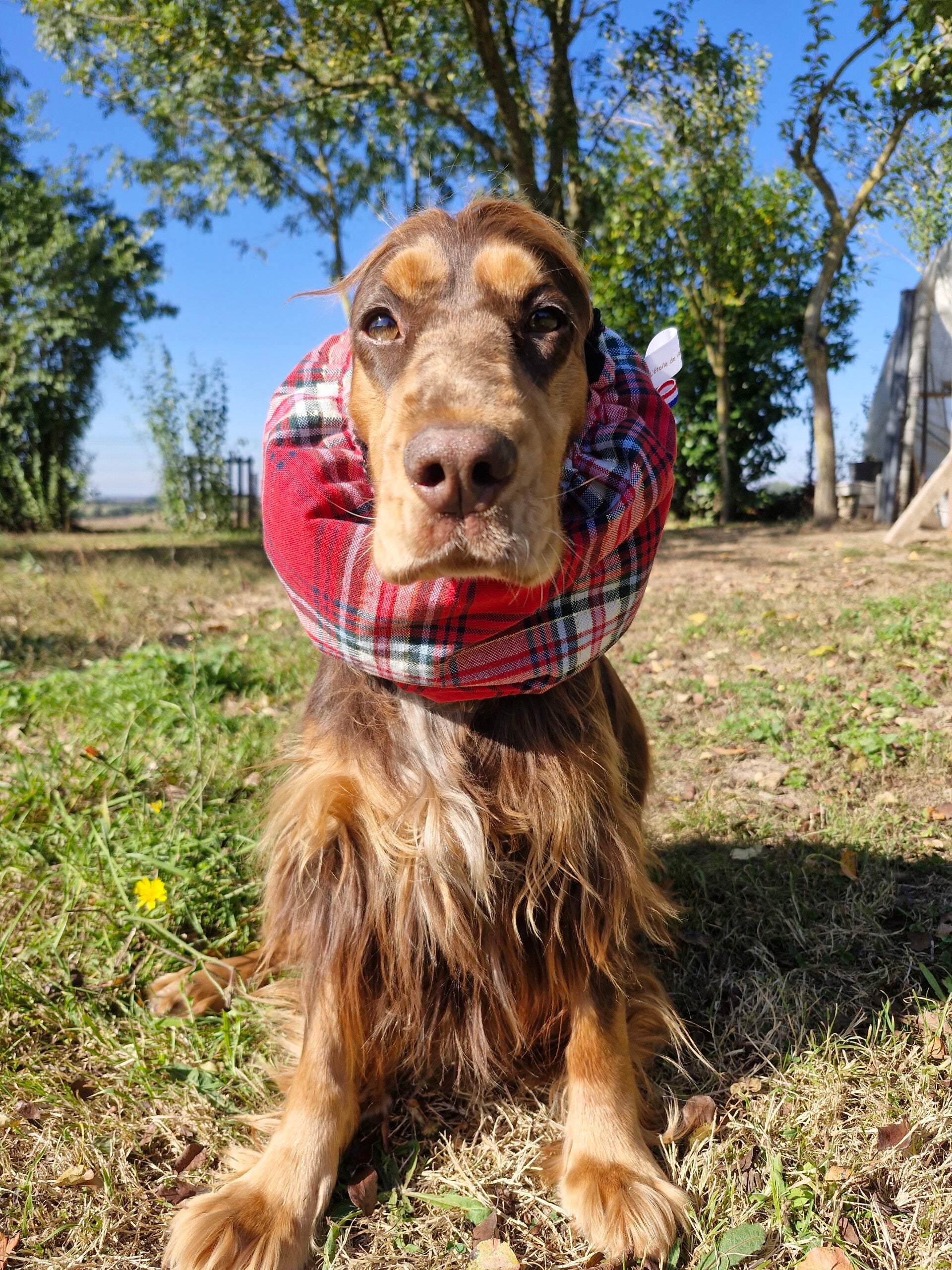 Snood Tartan rouge 100%coton ❤️🍂
