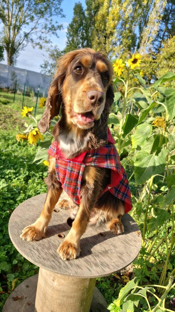 Manteau chien en Tartan rouge ❤️