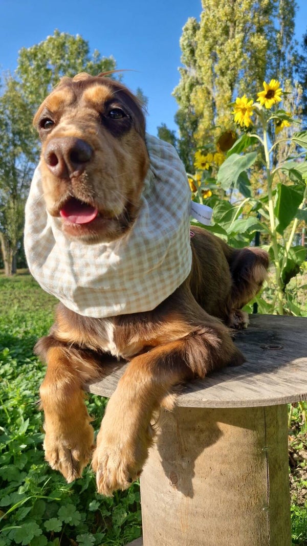 Snood en double gaze de coton Vichy crème 🍂