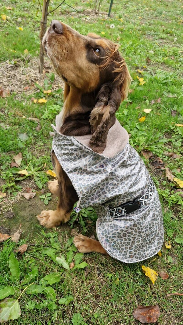 Manteau chien imperméable léopard 🐆