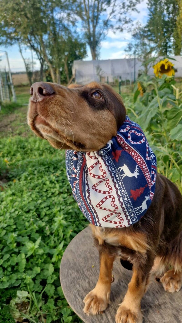 Snood de Noël 🎄 🎅