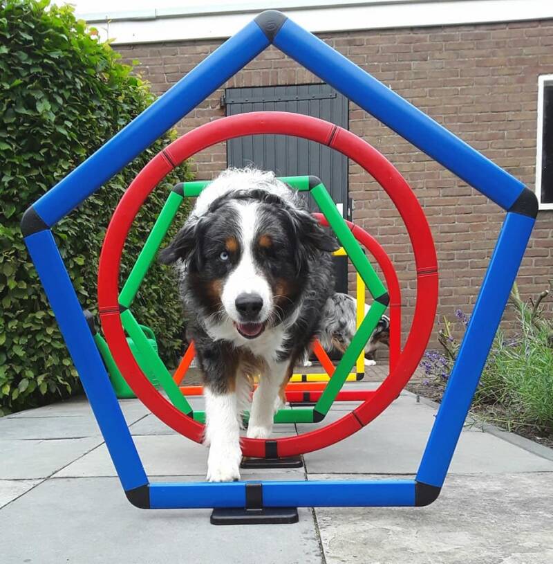 Lemodo Hoopers set met 4 vellen, behendigheidsset, steekhoedenset met tas, hondensport, hondentraining