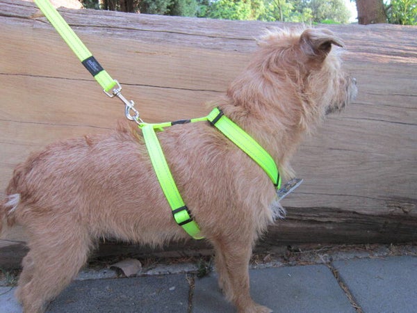 Rogz for dogs hondentuig verstelbaar en reflecterend utility Y harnas