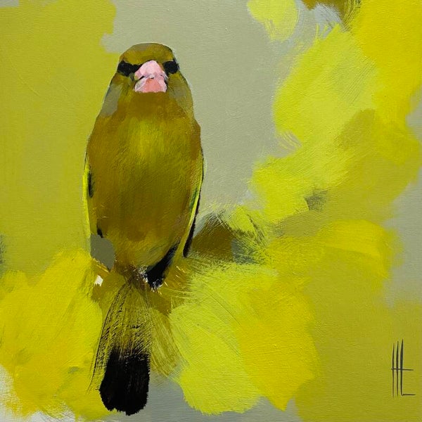 Greenfinch in yellow gorse and grey.