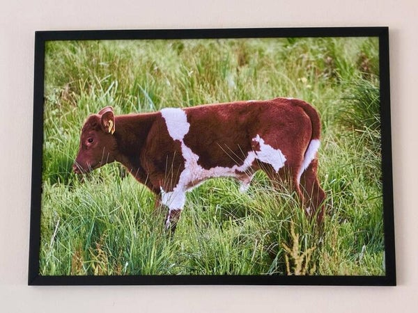 Calf in the meadow
