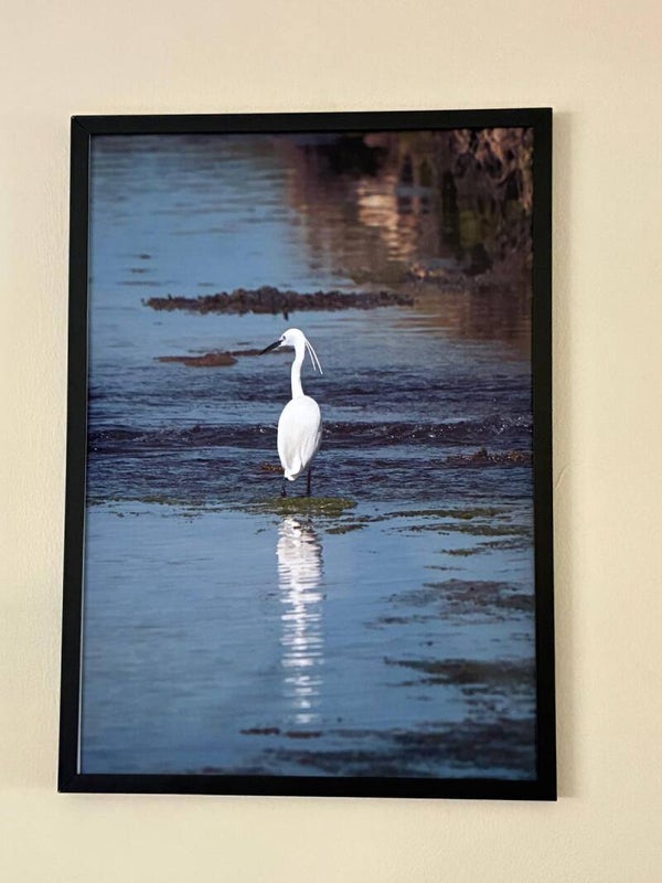 Egret's Reflection