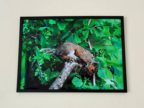 Squirrels Decent