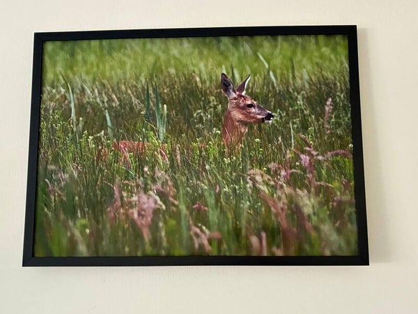 Fawn in the Meadow