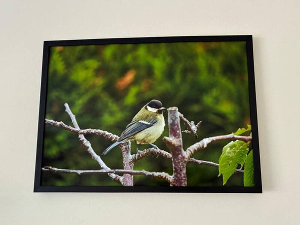 Great Tit Fledgeling