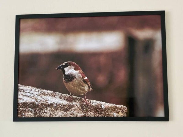 Sparrow on Stone