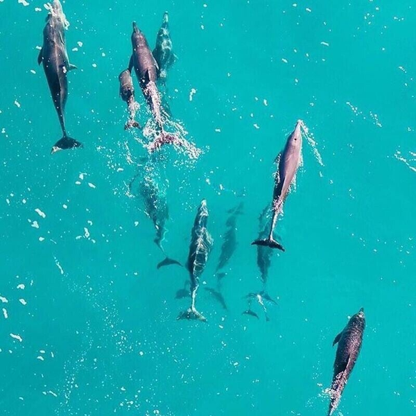Dolphin House