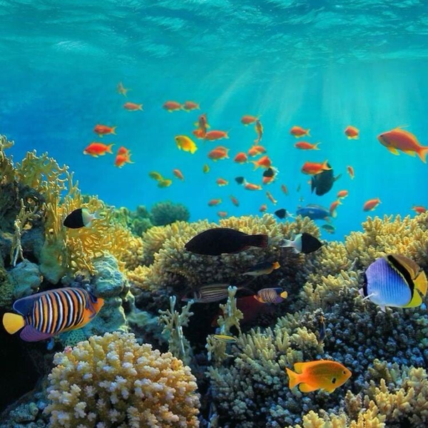 Diving