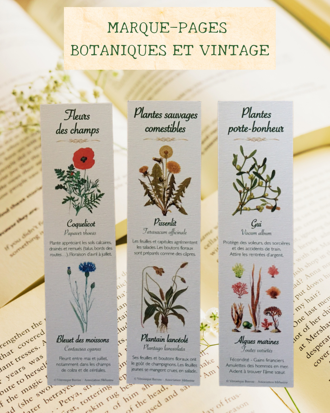 Lot de 3 marque-pages botaniques (cueillette n°1)