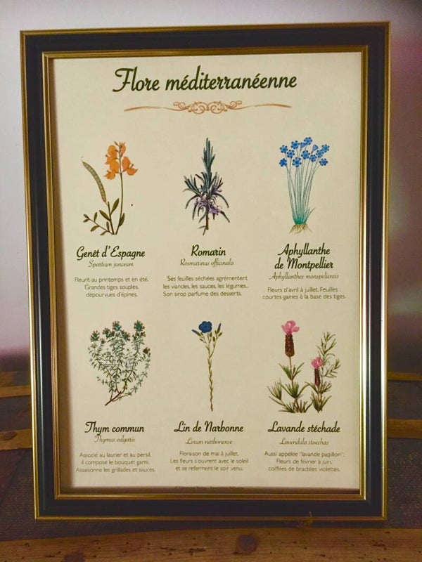 Affiche botanique "Flore méditerranéenne"