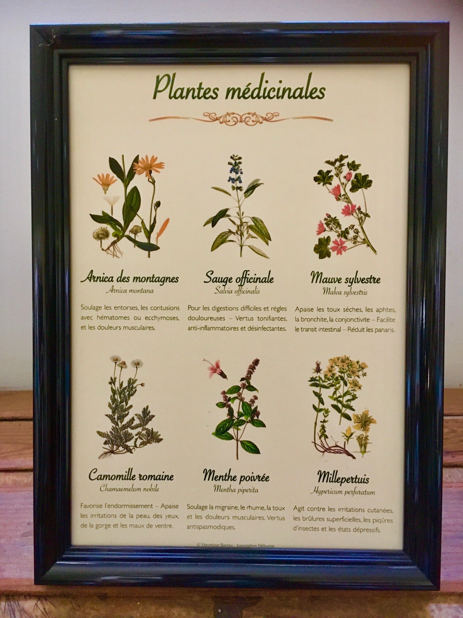 Affiche botanique "Plantes médicinales"