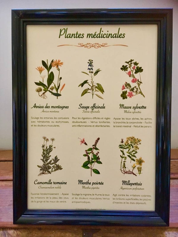 Affiche botanique "Plantes médicinales"