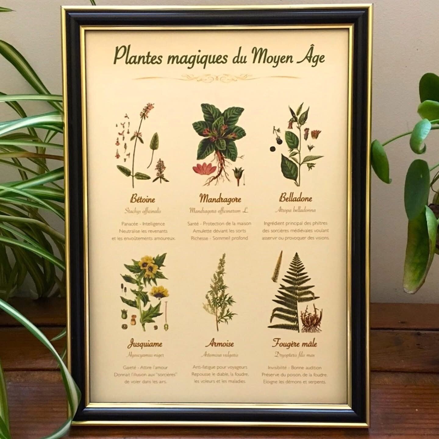 Affiche botanique "Plantes magiques du Moyen Âge"