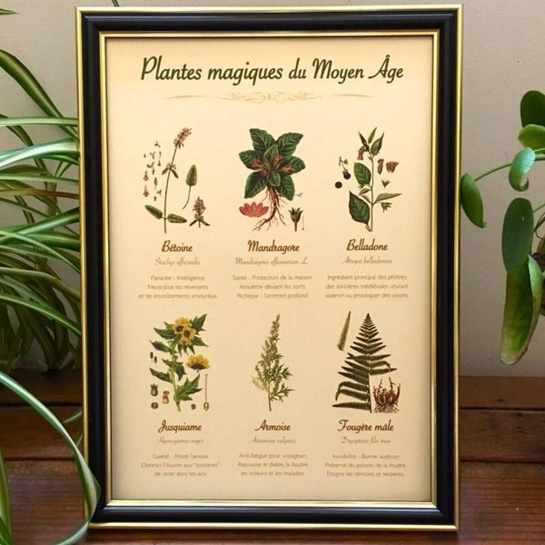 Affiche botanique "Plantes magiques du Moyen Âge"