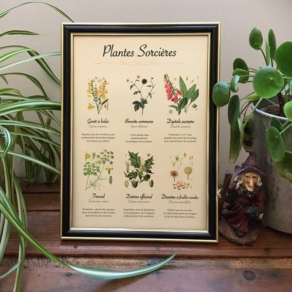 Affiche botanique "Plantes et sorcières"