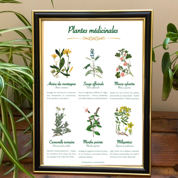 Affiche botanique "Plantes médicinales"