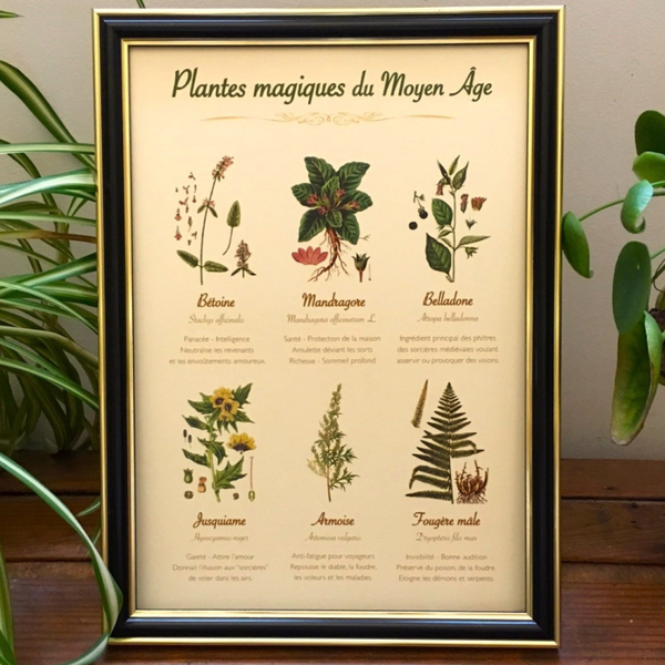 Affiche botanique "Plantes magiques du Moyen Âge"
