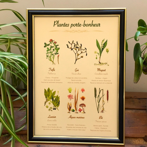 Affiche botanique "Plantes porte-bonheur"