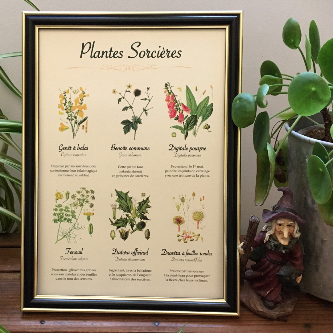 Affiche botanique "Plantes et sorcières"