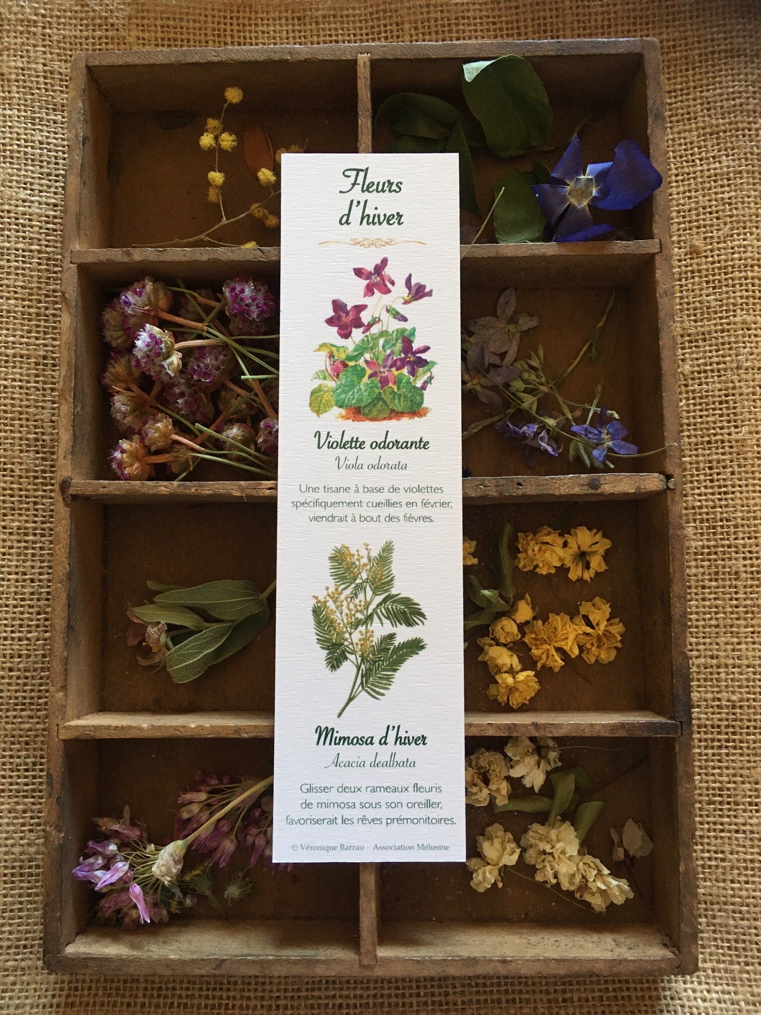 Marque-pages "Fleurs d'hiver"