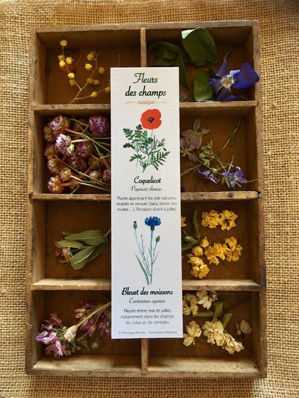 Marque-pages "Fleurs des champs"