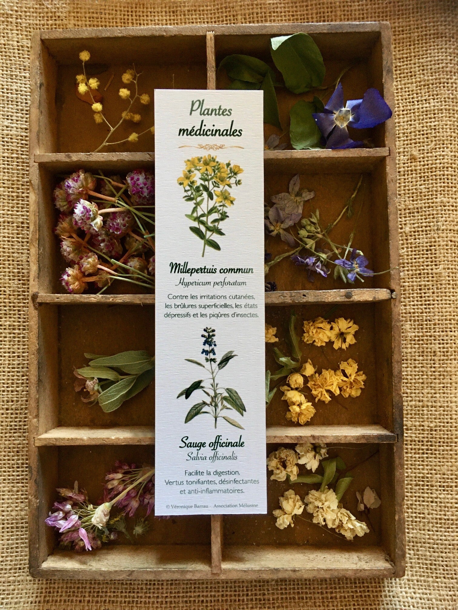 Marque-pages "Plantes médicinales", cueillette n°2