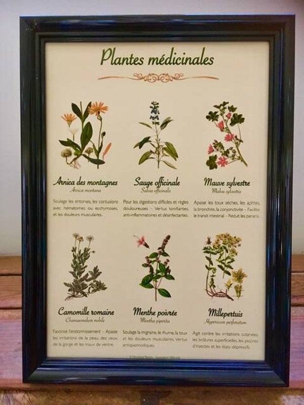 Affiche botanique "Plantes médicinales"