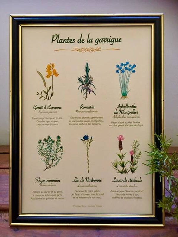 Affiche botanique "Plantes de la garrigue"