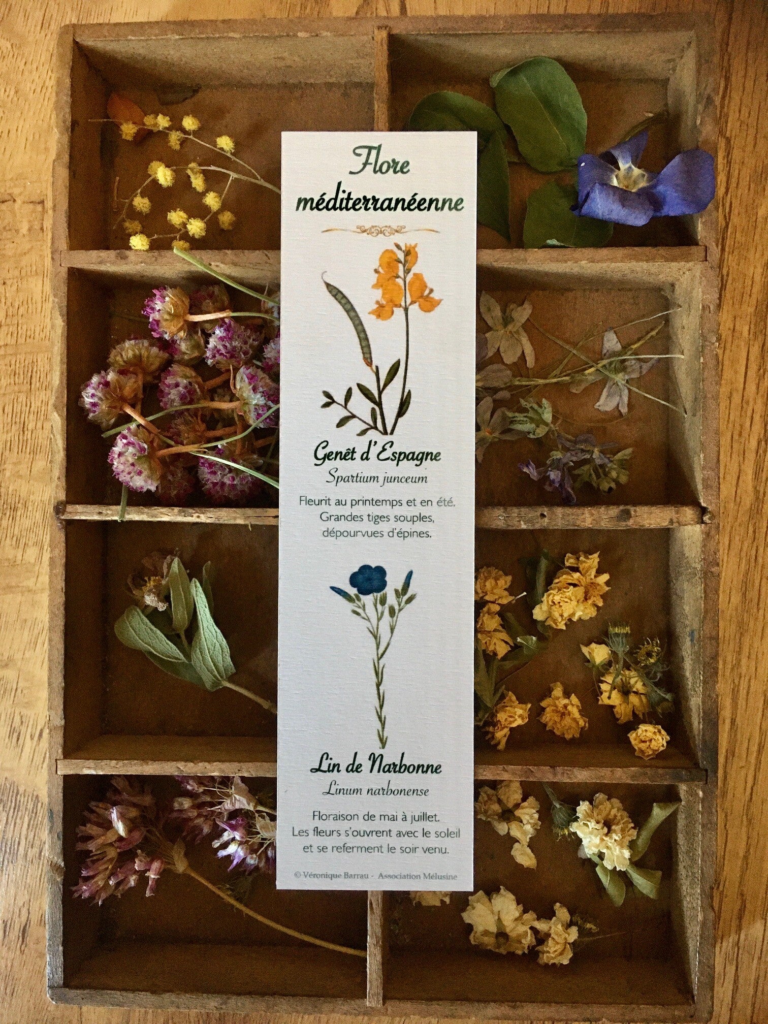 Marque-pages "Flore méditerranéenne", cueillette n°2