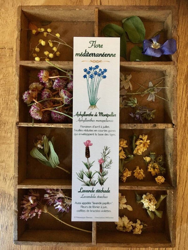 Marque-pages "Flore méditerranéenne", cueillette n°1