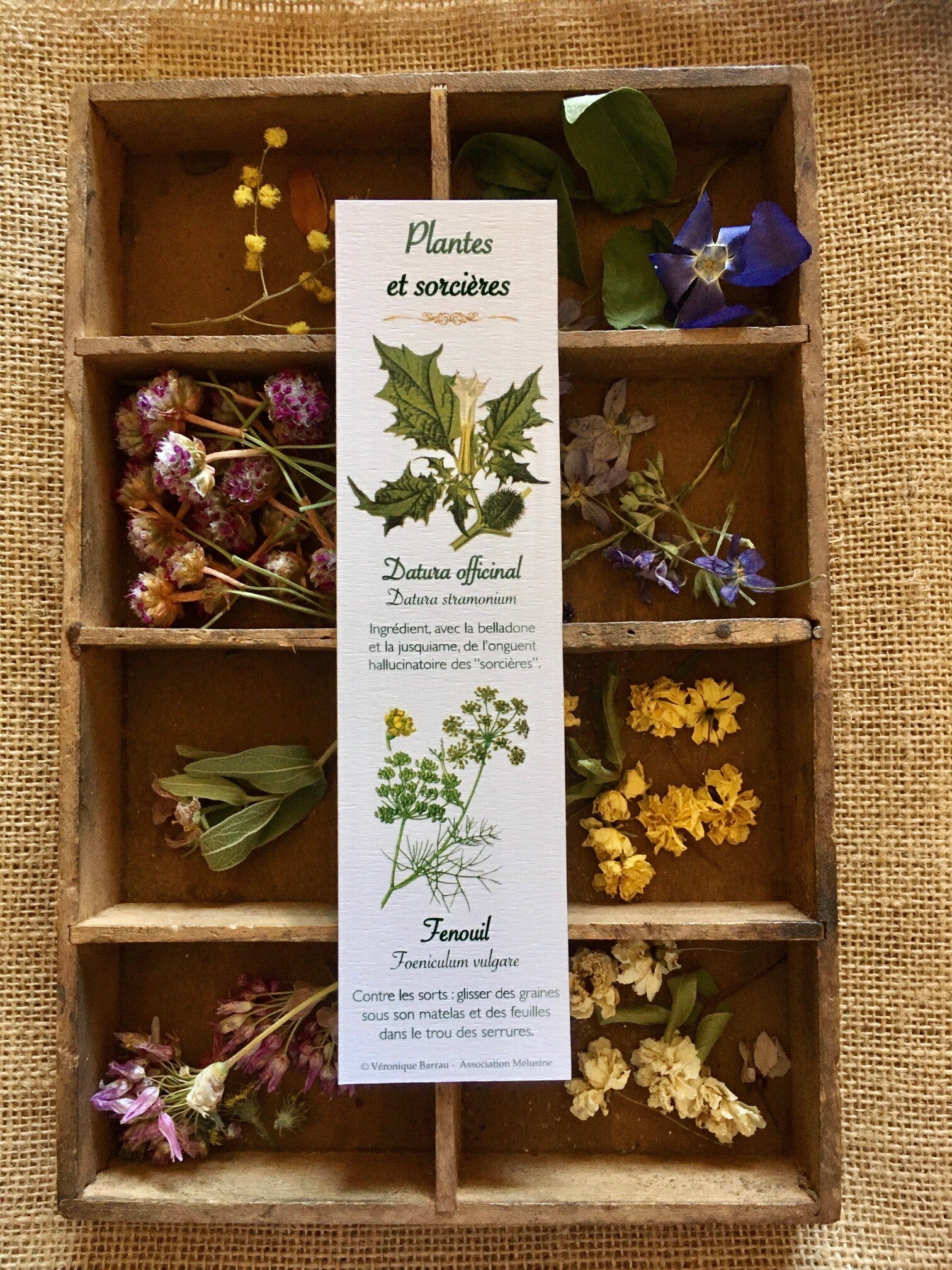 Marque-pages "Plantes et sorcières", cueillette n°2