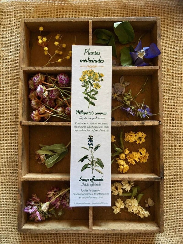 Marque-pages "Plantes médicinales", cueillette n°2